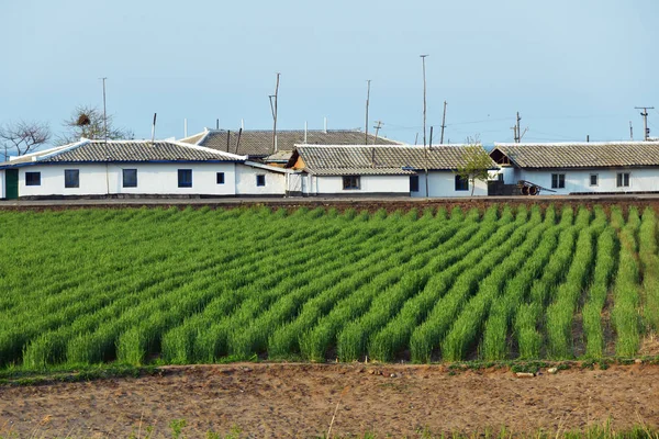 Corea del Nord. Campagna — Foto Stock