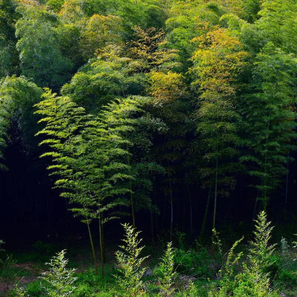 Paesaggio nordcoreano. Boschetto di bambù — Foto Stock