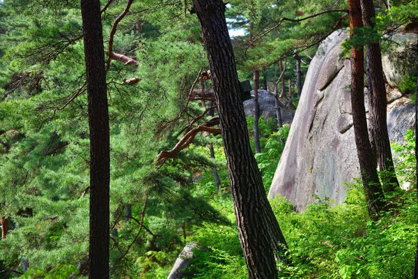 North Korean scenery. Red korean pine forest