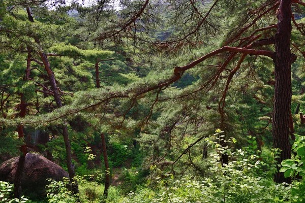 朝鲜的风景。红色韩国松林 — 图库照片