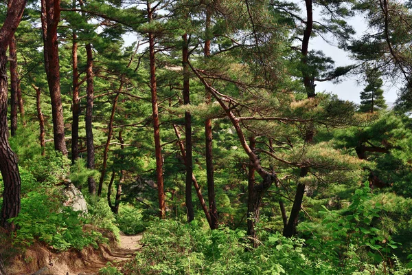 North Korean scenery. Red korean pine forest — Stock Photo, Image