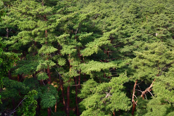 North Korean scenery. Red korean pine forest — Stock Photo, Image