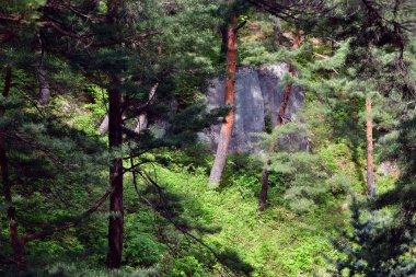 Kuzey Kore manzarası. Kızıl Kore çam ormanı