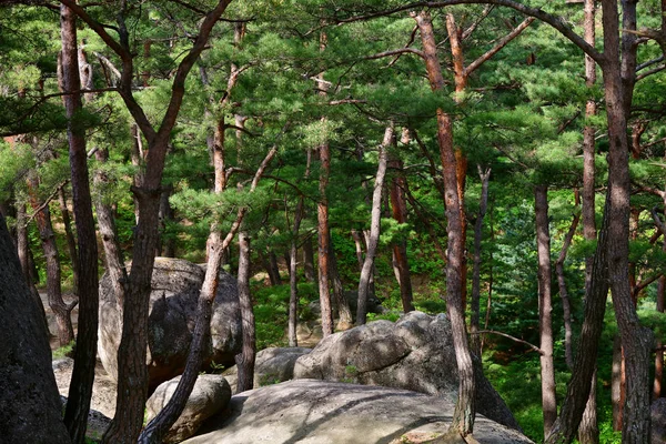 North Korean scenery. Red korean pine forest