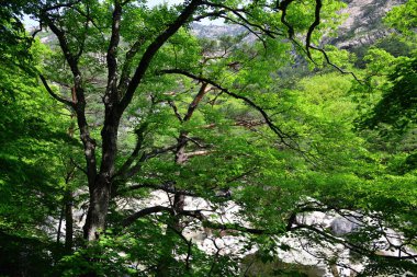 Kuzey Kore doğası. Kore akçaağaç 