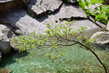 Kuzey Kore. Diamond Dağları. Mehmet