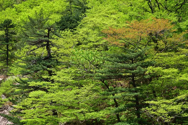 North Korea. Diamond mountains scenery. Mt.Kumgang — Stock Photo, Image