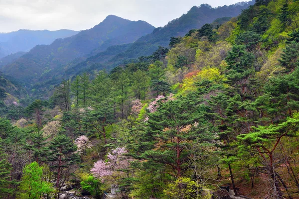 朝鲜。米阳山风景 — 图库照片