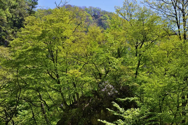 North Korean nature