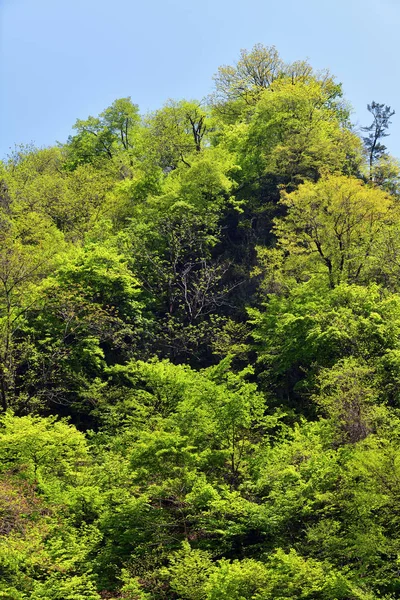 North Korean nature