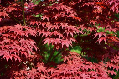 Kuzey Kore, kırmızı akçaağaç