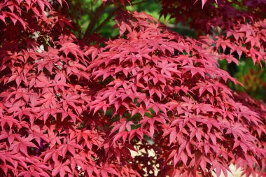 Kuzey Kore, kırmızı akçaağaç