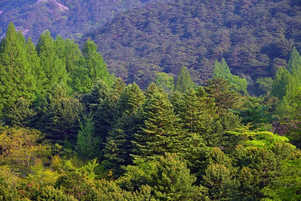 North Korean nature. Forest in Diamond mountains