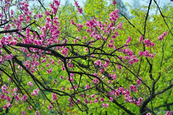 Sakura wiśniowe kwiaty. Korea Północna — Zdjęcie stockowe