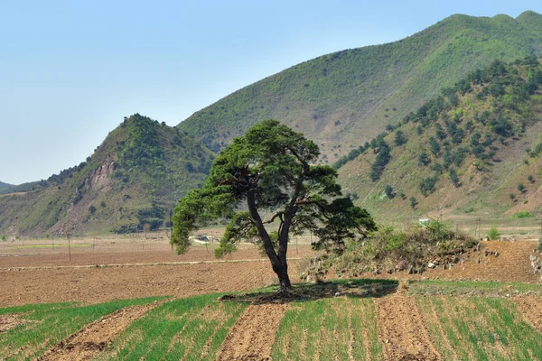 Coreia do Norte cenário — Fotografia de Stock