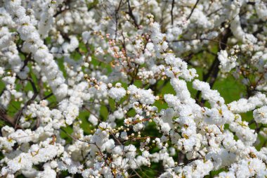 Prunus glandulosa. Alba Plena. Kuzey Kore