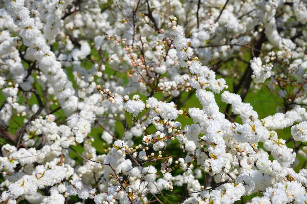 Prunus glandulosa. Alba Plena. North Korea — Stock Photo, Image