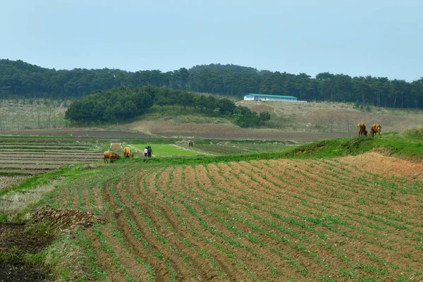 Coreia do Norte paisagem rural — Fotografia de Stock