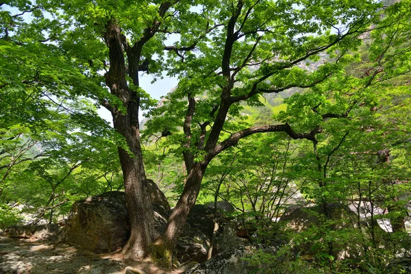 Corée du Nord. Des montagnes de diamants. Mt. Kumgang ! — Photo