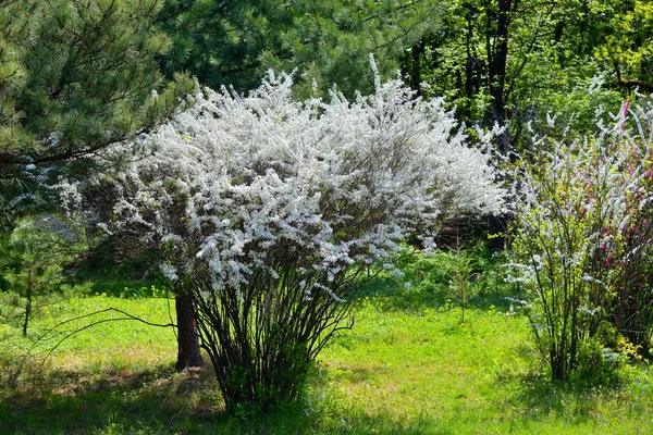 Nordkoreanische Natur — Stockfoto