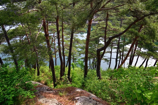 Paisaje norcoreano. Bosque de pino rojo coreano — Foto de Stock