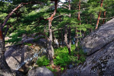 Kuzey Kore manzarası. Kızıl Kore çam ormanı