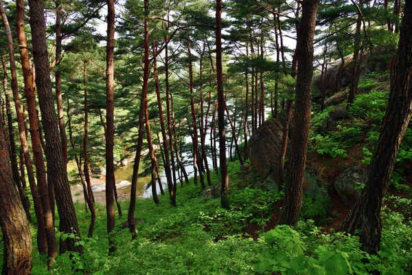 Paisaje norcoreano. Bosque de pino rojo coreano — Foto de Stock