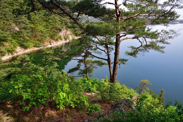 North Korean scenery. Red korean pine tree. Lake Samilpo