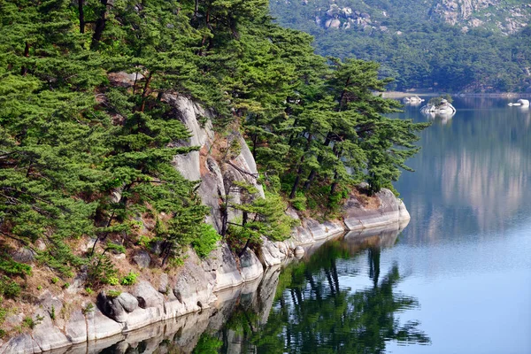 朝鲜的风景。红色的韩国松树。萨米尔波湖 — 图库照片