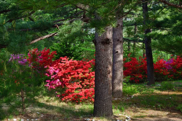 North Korean nature