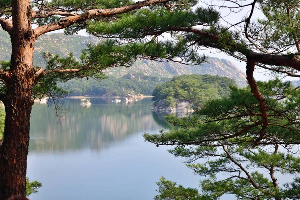 Paysages nord-coréens. Pin rouge de Corée. Lac Samilpo — Photo