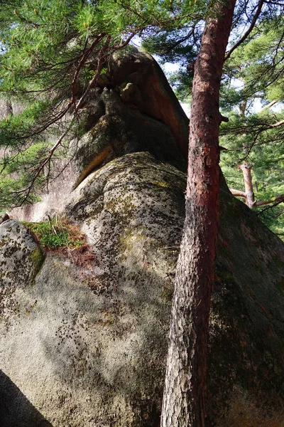 Noord-Koreaanse landschap. Rode Koreaanse dennenbos — Stockfoto