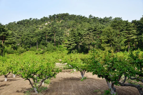 North Korean nature