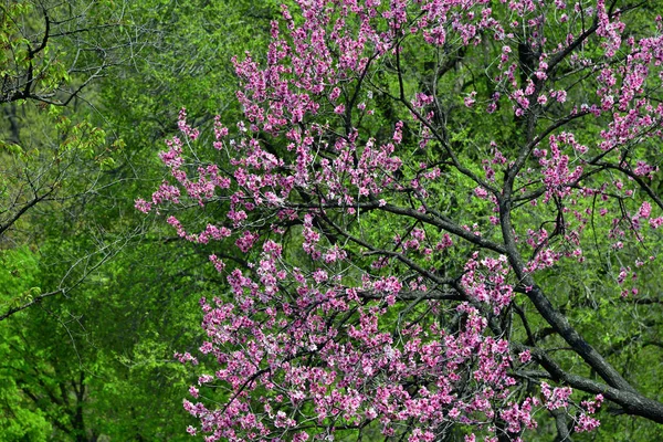 Sakura cherry blossoms. North Korea — Stock Photo, Image