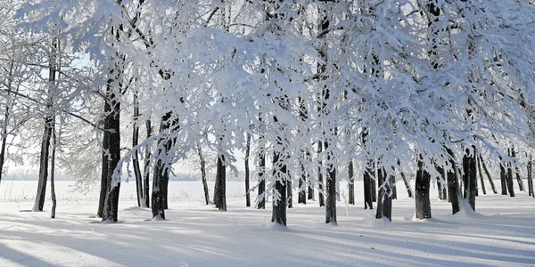 Winterwald Hintergrund — Stockfoto