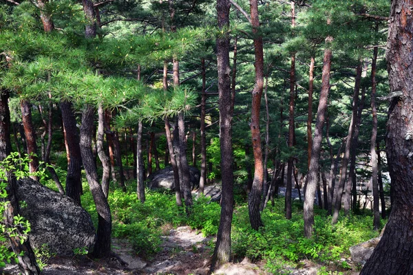 Северокорейский пейзаж. Красный корейский сосновый лес — стоковое фото