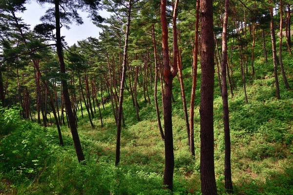 朝鲜的风景。红色韩国松林 — 图库照片