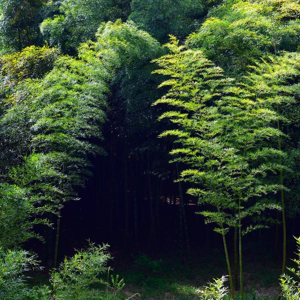 Paisaje norcoreano. Bosque de bambú — Foto de Stock
