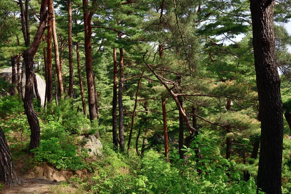 North Korean scenery. Red korean pine forest