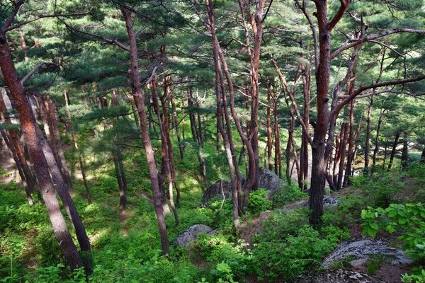 North Korean scenery. Red korean pine forest