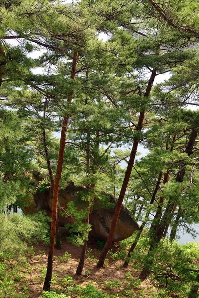 North Korean scenery. Red korean pine forest — Stock Photo, Image