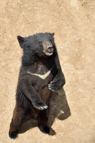 The Asian black bear — Stock Photo, Image