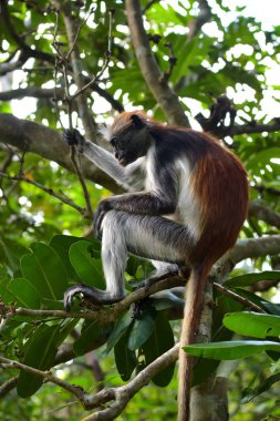 Jozani ormanında Zanzibar kırmızı kolobusu. Tanzanya, Afrika