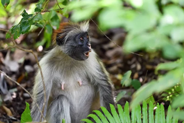 Zanzibar colobus vermelho na floresta de Jozani. Tanzânia, África — Fotografia de Stock