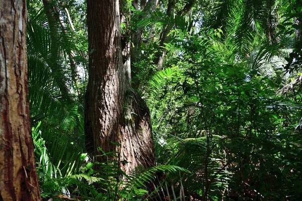 Jozani rain forest. Zanzibar, Tanzania, Africa — Stock Photo, Image