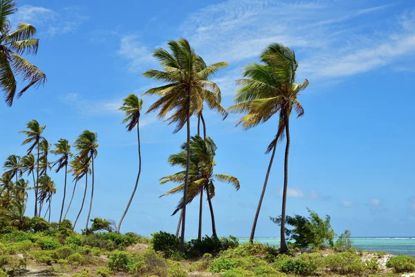 Zanzibar landskap, Tanzania, Afrika — Stockfoto