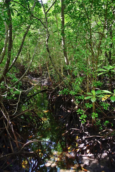 Fahíd mangrove Jozani erdőben, Zanzibár, Tanzánia, Afr — Stock Fotó