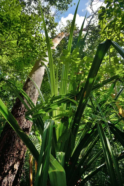 Floresta tropical Jozani. Zanzibar, Tanzânia, África — Fotografia de Stock