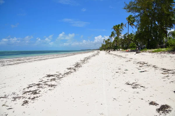 Três Palmeiras Costa Oceânica Praia Paje Durante Maré Baixa Zanzibar — Fotografia de Stock