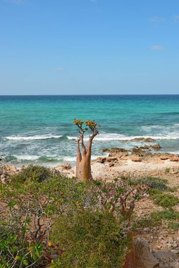 Indean ocean shore with flowering bottle tree is endemic tree adenium obesum of Socotra Island, Yemen clipart